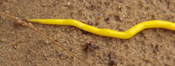 Neon yellow worm