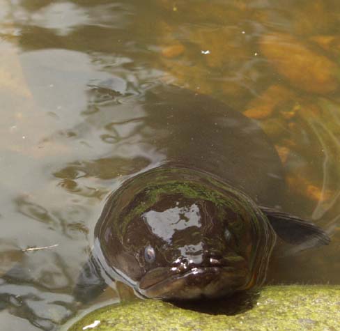 Begging eel, Motueka