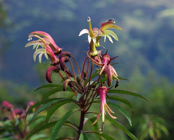 Hummingbird pollinated flowers