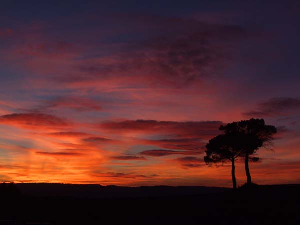 Two trees are silhouetted against a rich sunset of blues, reds, oranges and yellows stretching off to the horizon.