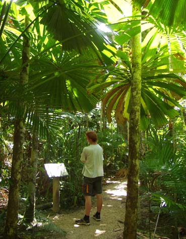 Andy in Licuala palm forest