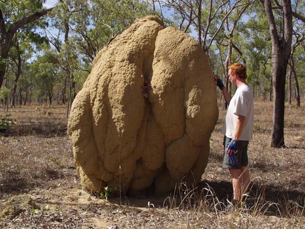 Andy studying ant mound