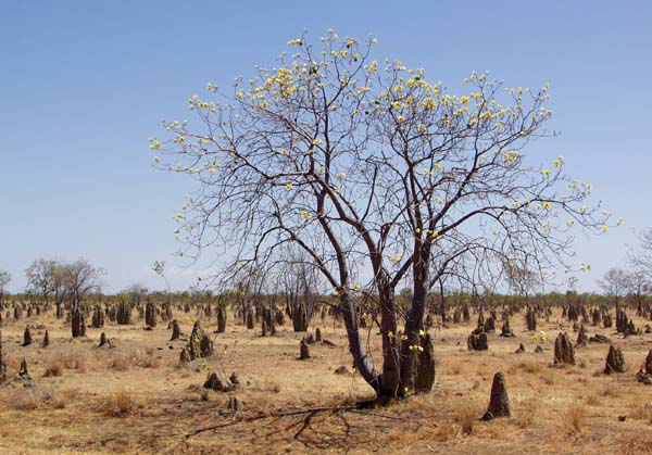 Ant mounds and Kapok tree