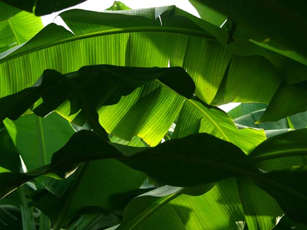 Banana leaves