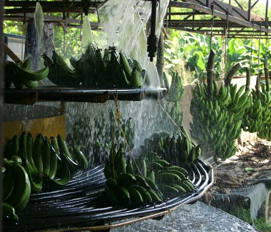 Banana washing