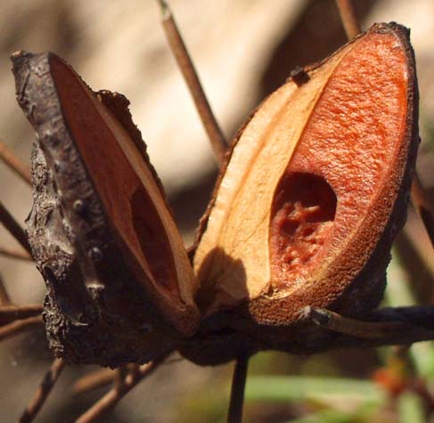 Beaked Hakea seed pod