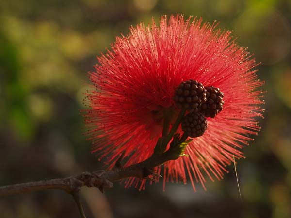 Bottle brush flower