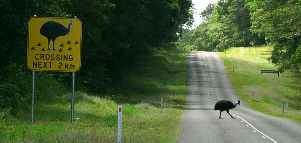 Cassowary crossing