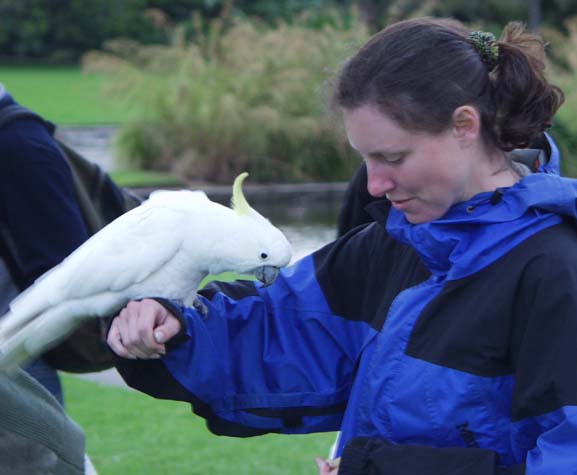 Cockatoo feeding time