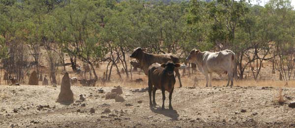 Cows and ants