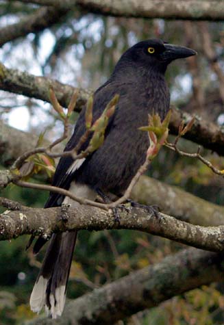 Currawong