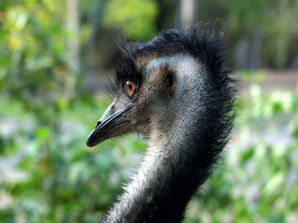 Eye of the Emu