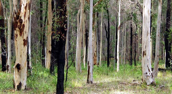 Eucalypt fire recovery techniques