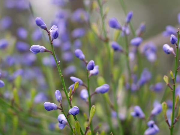 Field of blue