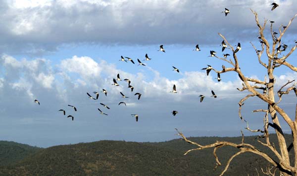 Flight of the ibis