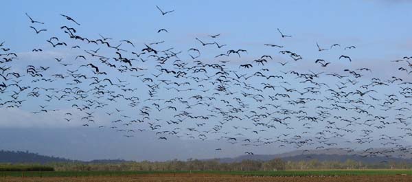 Flock of Magpie Geese