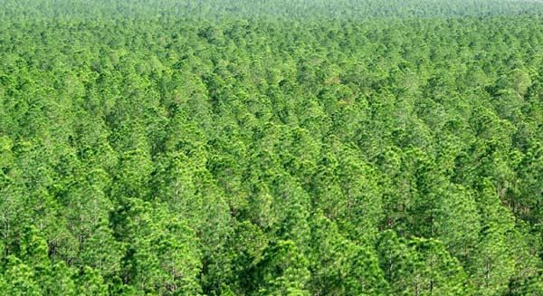 Forests of Bundaberg