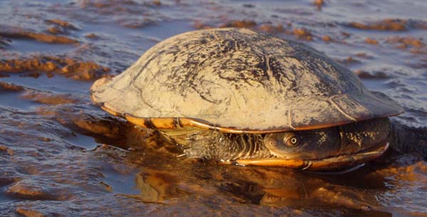 Picture of a long necked turtle with one eye open despite having its neck wrapped along the front of its shell.  The background is the blue of reflected sky in water and the deep brown-red of the mud bottom of Australia's reservoirs