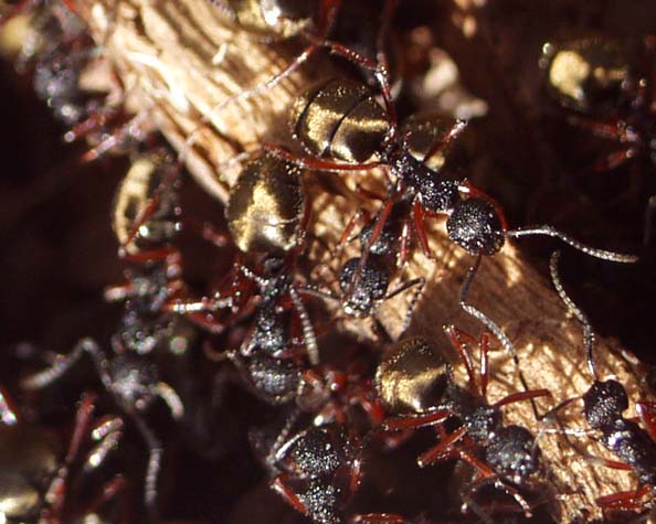 Gold butted ants