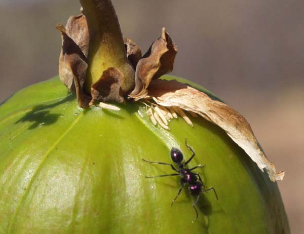 Guardian of the fruit