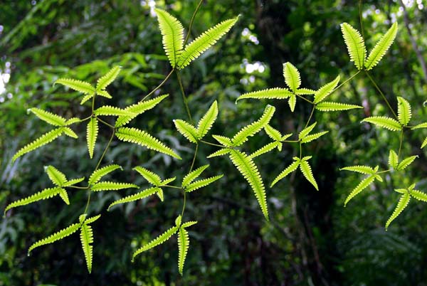 Hanging fern