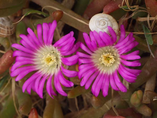 Ice plant flowers and snail