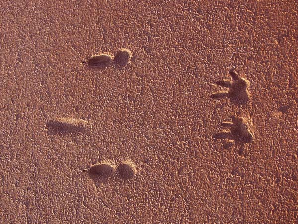 Kangaroo or wallaby track