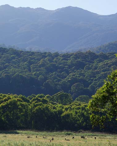 Kangaroos in Australian Alps