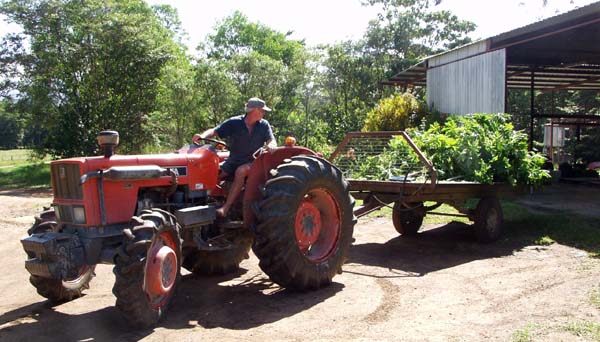 Kelvin driving papaya 