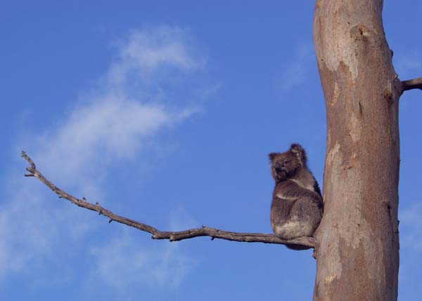 Photograph of a koala in the crook of an entirely leafless eucalyptus tree against a blue sky