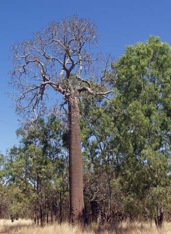 Kurrajong tree, Brachychiton australe