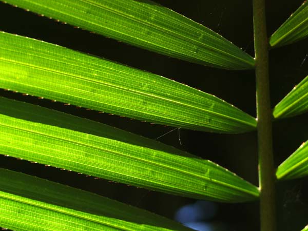 Lawyer palm frond