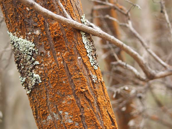 Lichen on tree