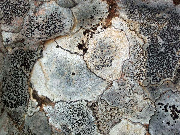 Lichen patterns