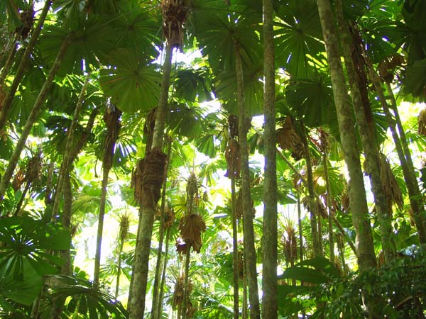 Licuala palm forest canopy