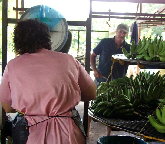 Linda packing banana boxes