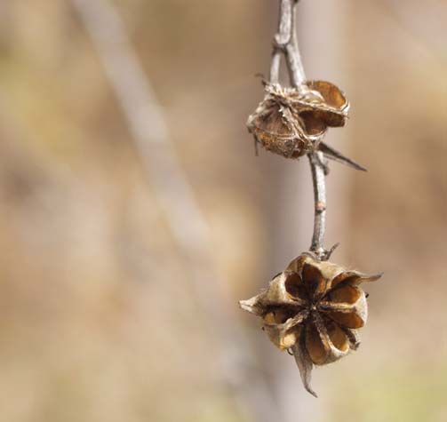 Malvaceous seedpods