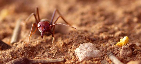 A purple ant emerges from it's hole, the first of the day, just ahead of it to its left is a small spot of scrambled egg. It has yet to taste it.