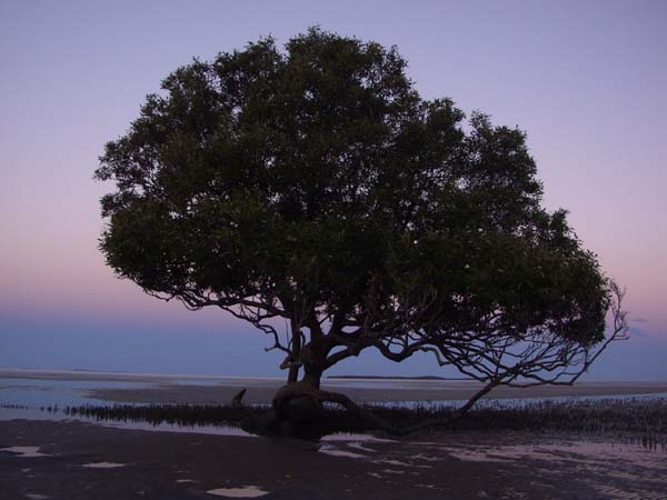 Mangrove tree and air roots