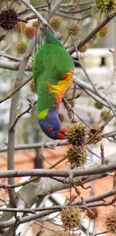 Rainbow Lorikeet