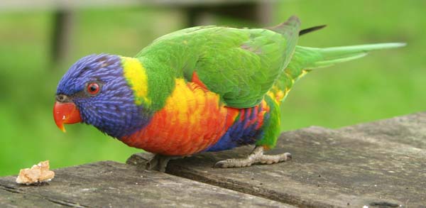 Rainbow Lorikeet on table