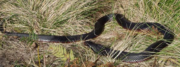 Red Bellied Black snake