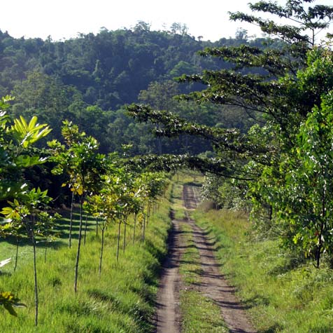 Road to the fields