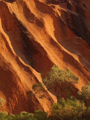 The vibrant orange of Uluru (Ayer's Rock) shows its different shades. The huge ancient ripples in its form are scaled against a tree in the foreground.