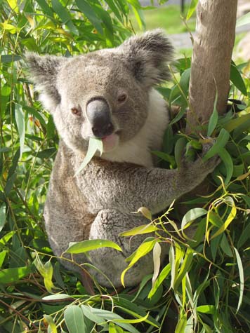 Rockhampton Koala