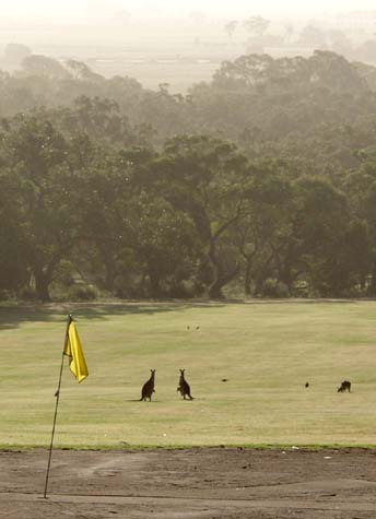 Roos on Dunkeld golf course