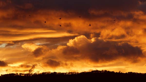 Rosellas at sunrise