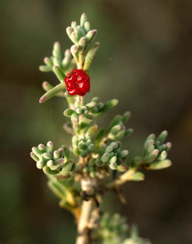 Ruby Saltbush, ant food 