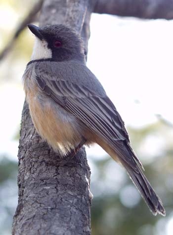 Rufous Whistler