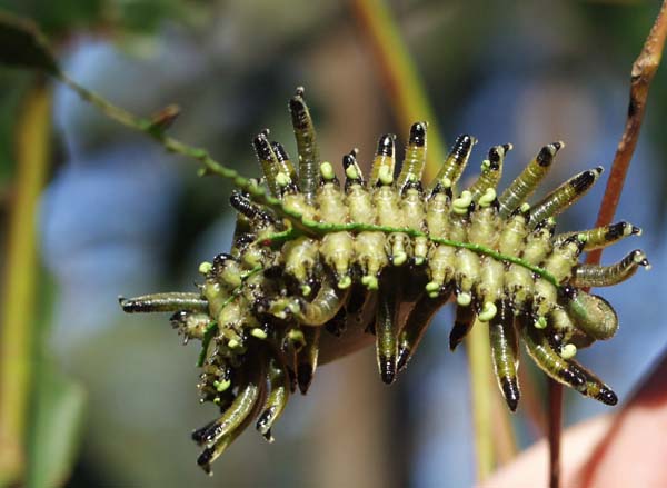 Sawfly larvae